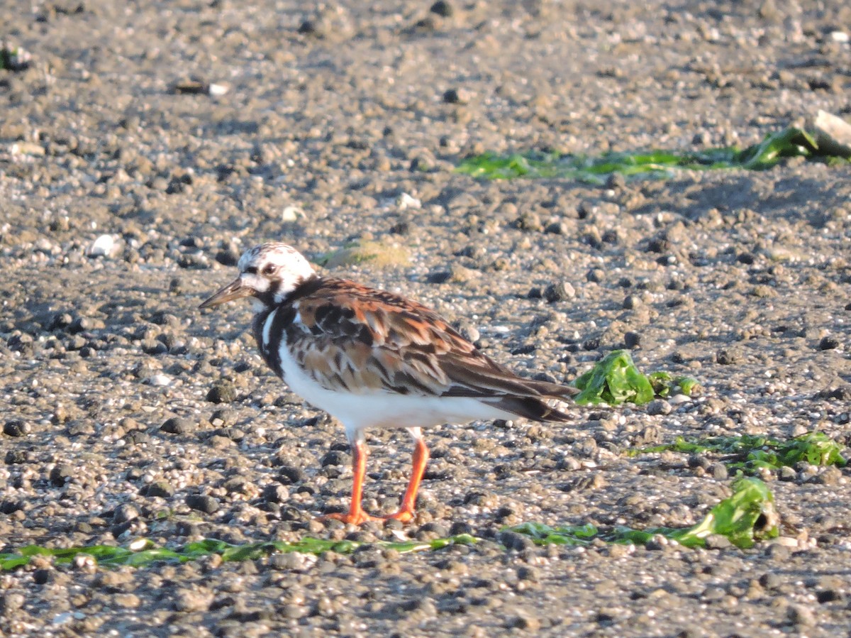 Ruddy Turnstone - Joshua Malbin