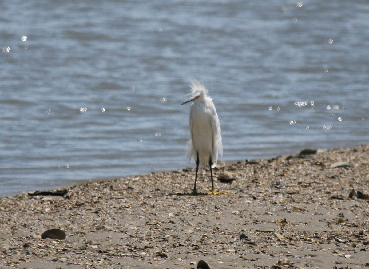 Snowy Egret - ML32135391