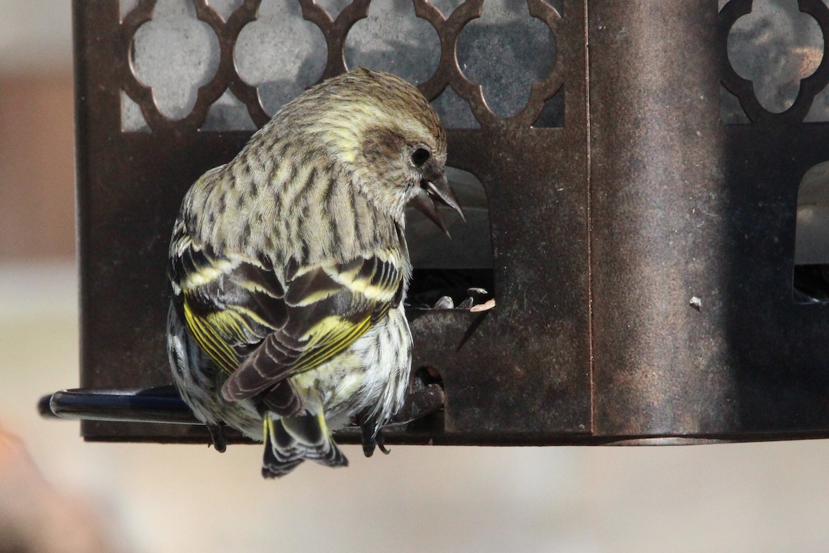 Pine Siskin - ML321354701