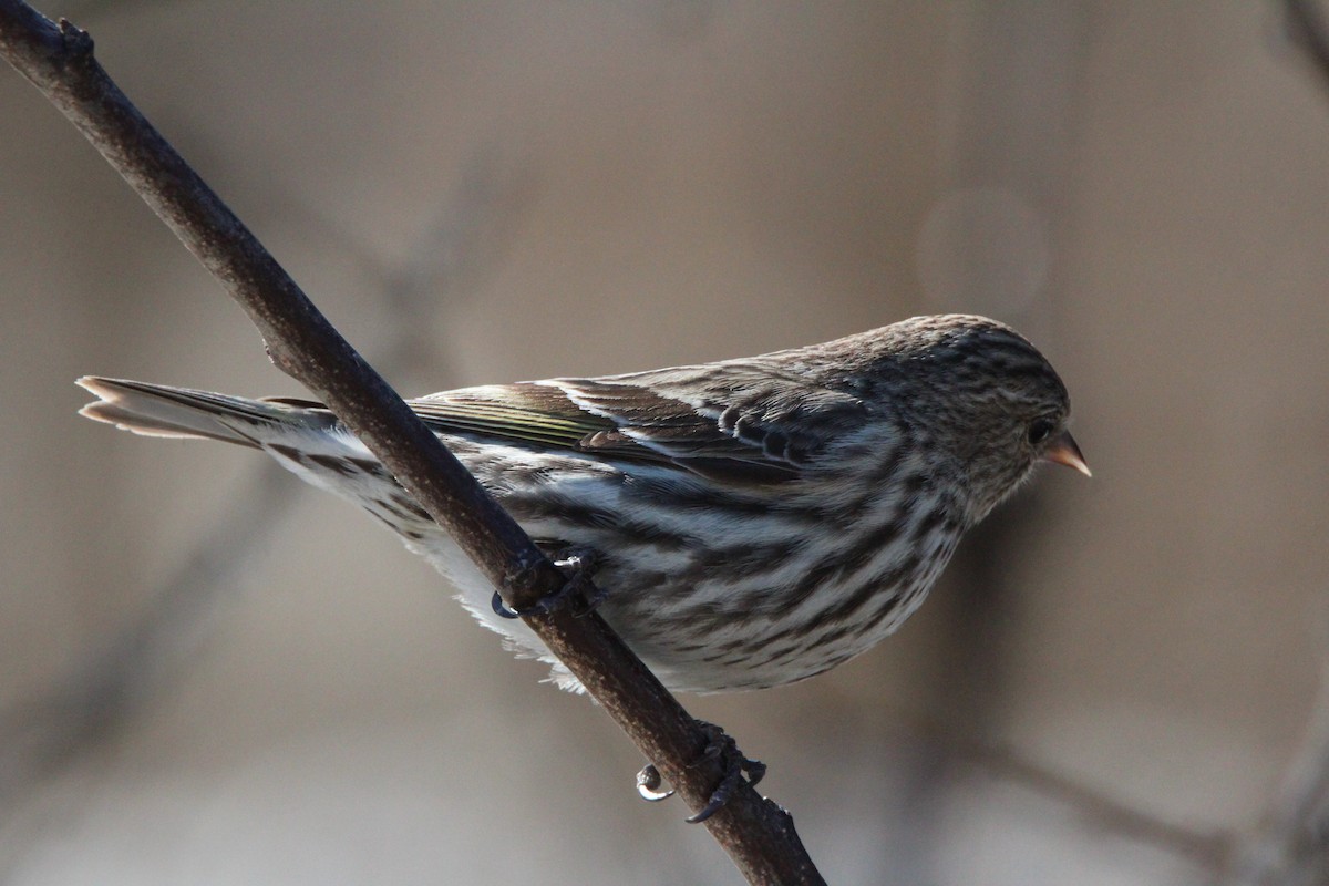Pine Siskin - ML321354731