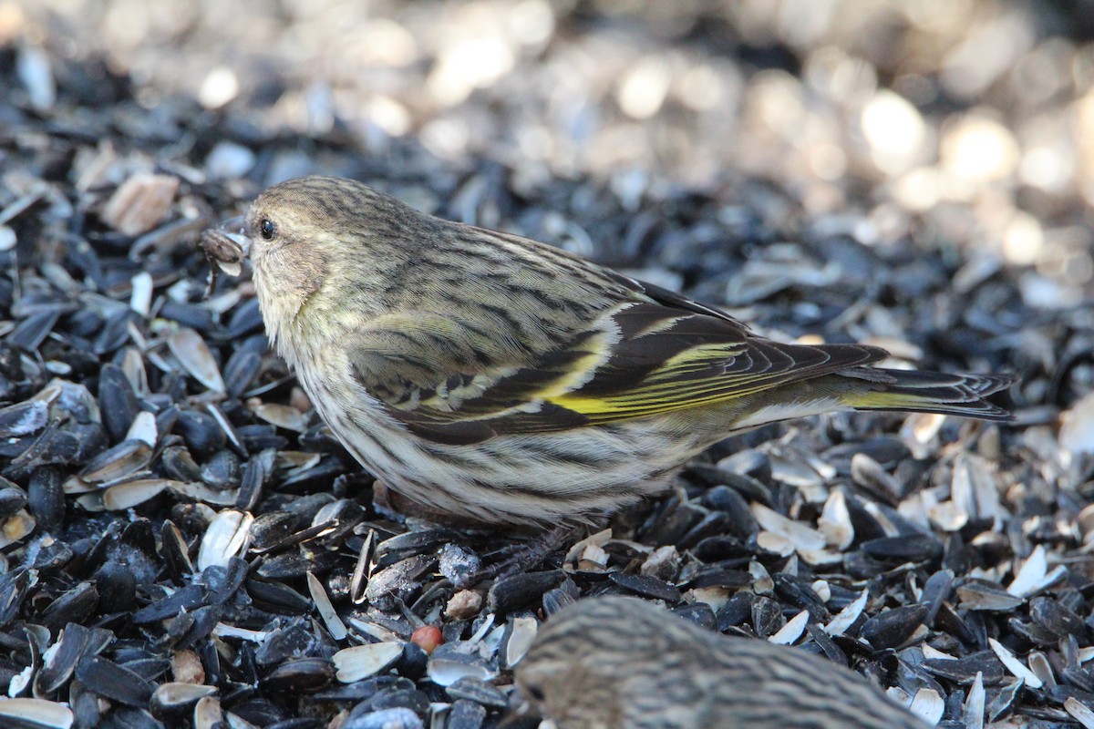 Pine Siskin - ML321354741