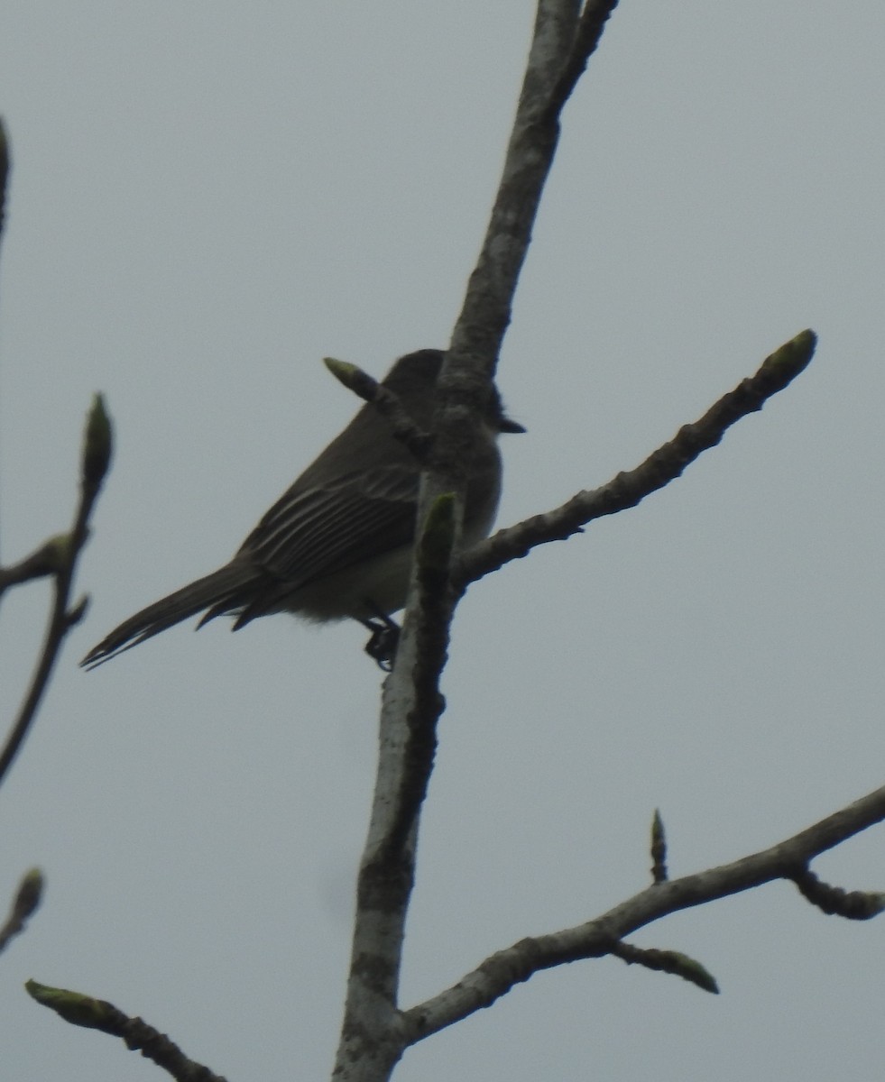 Eastern Phoebe - Daniel Lane