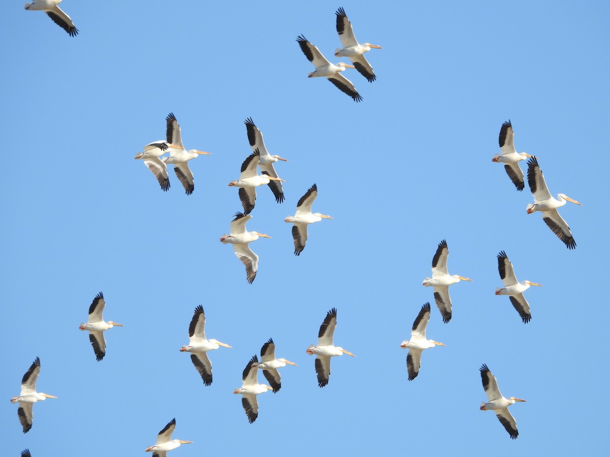 American White Pelican - ML321355401