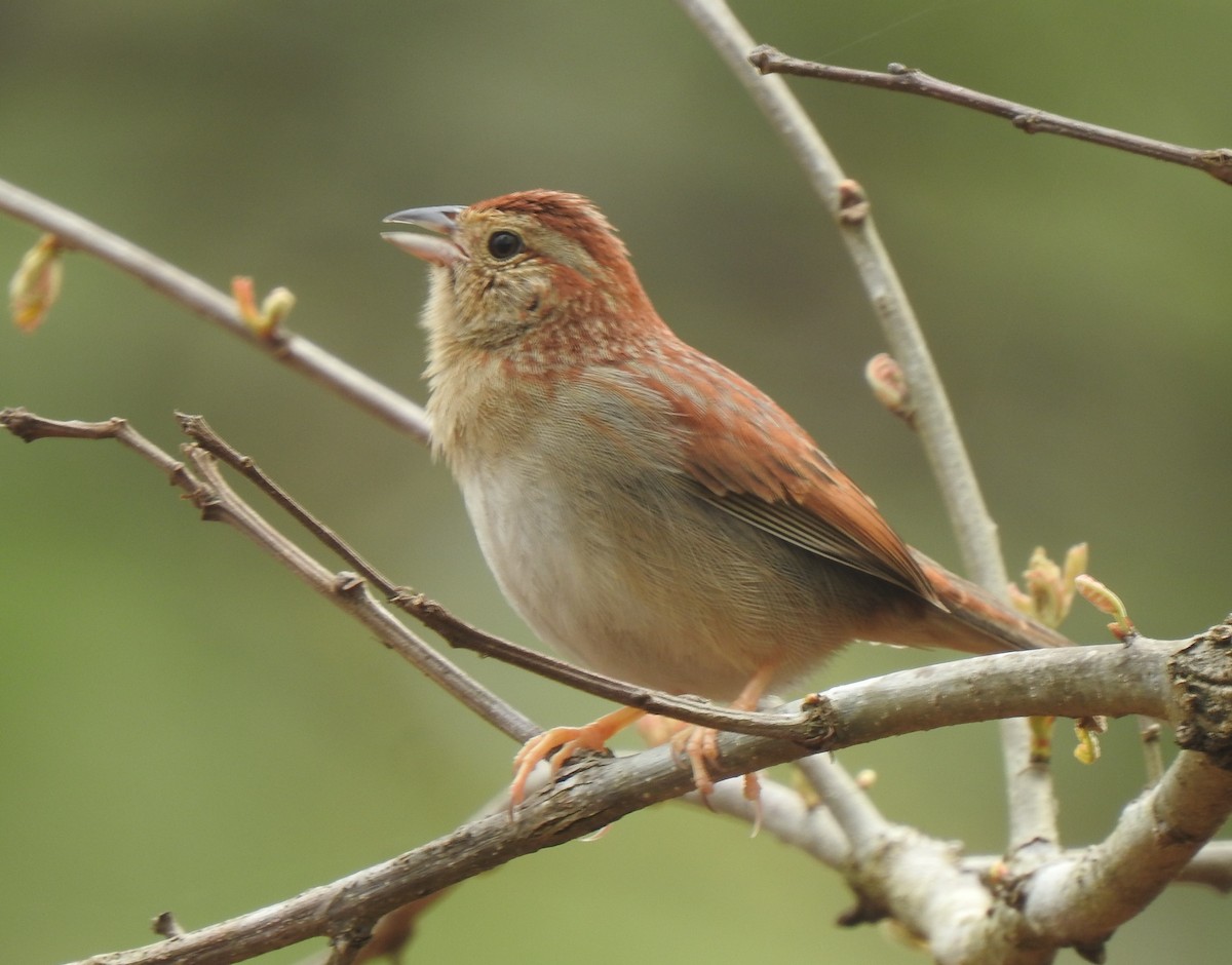 Bachman's Sparrow - ML321355601