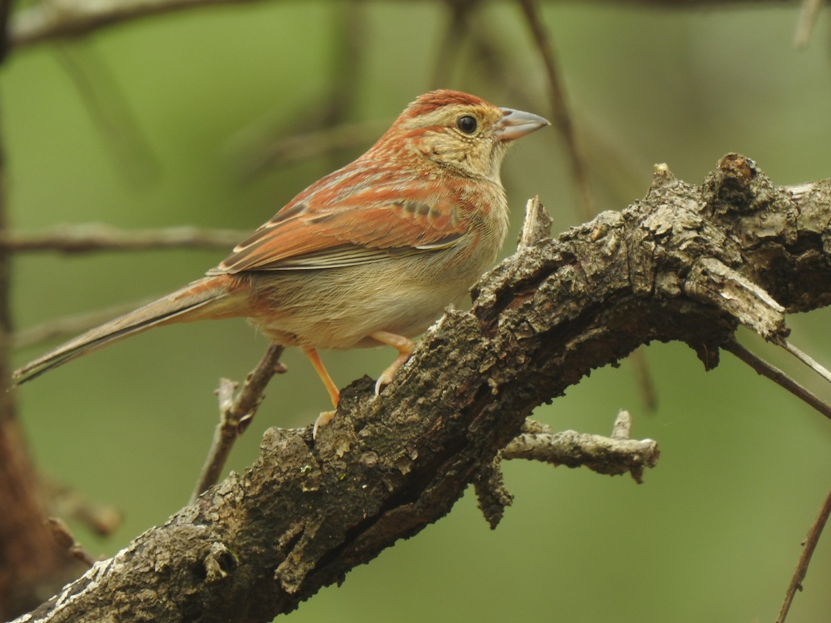 Bachman's Sparrow - ML321356101