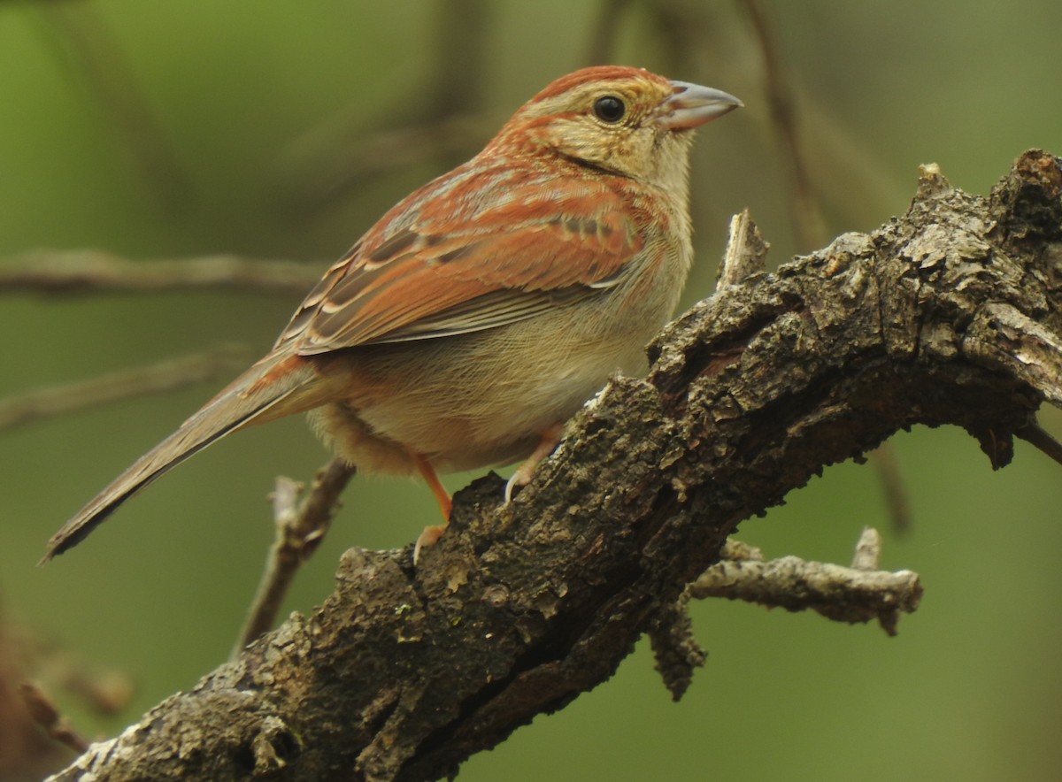 Bachman's Sparrow - ML321356221