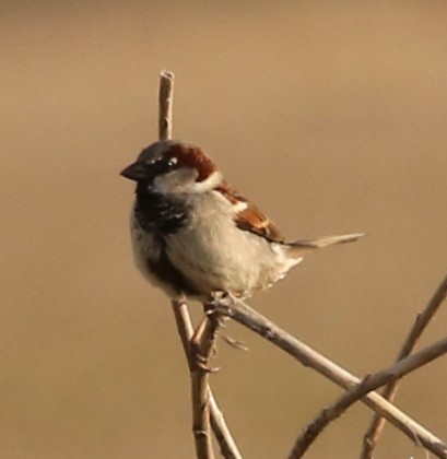 House Sparrow - ML321356731