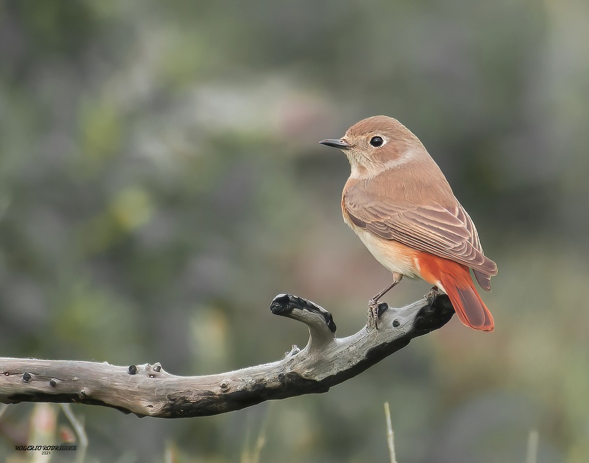 Common Redstart - Rogério Rodrigues