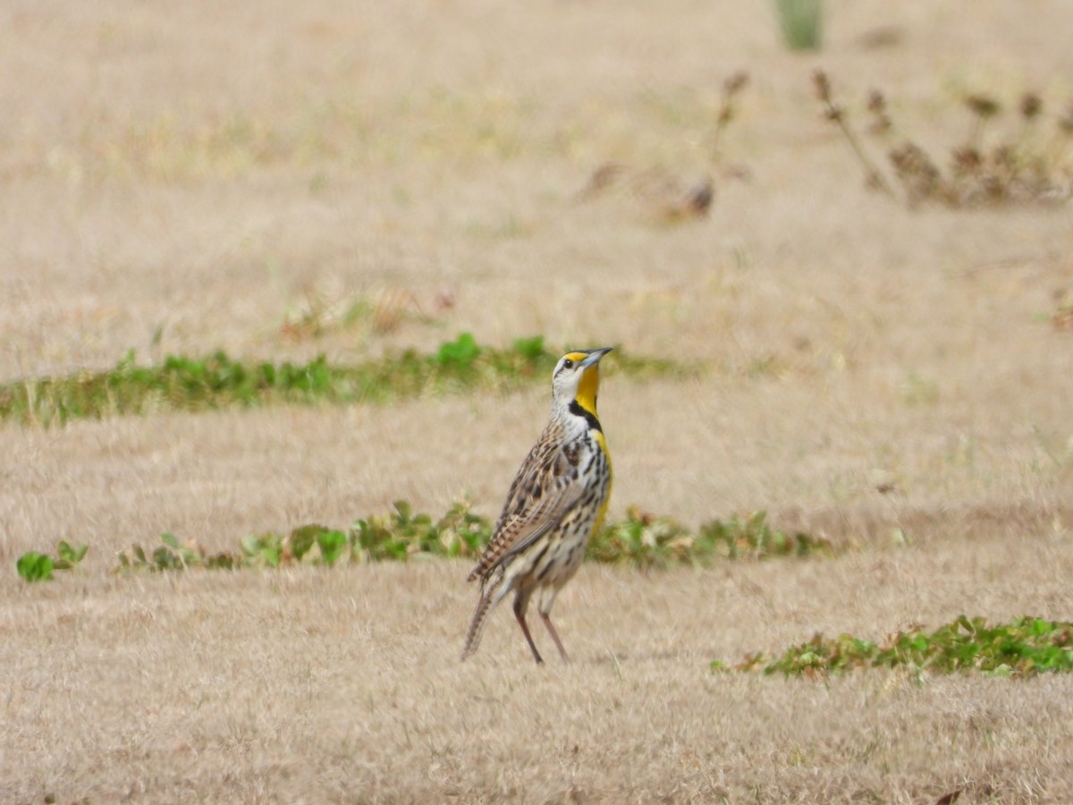 Eastern Meadowlark - ML321357181