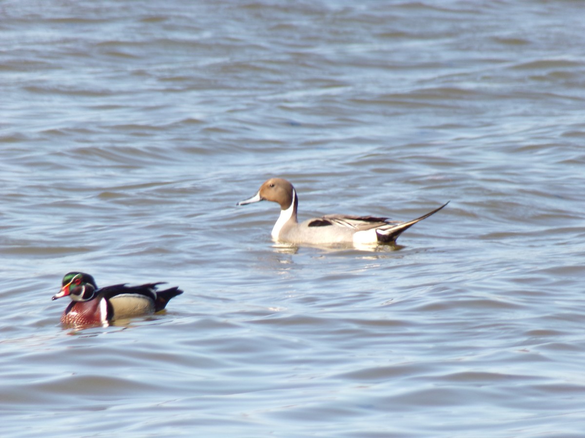 Pato Joyuyo - ML321357271