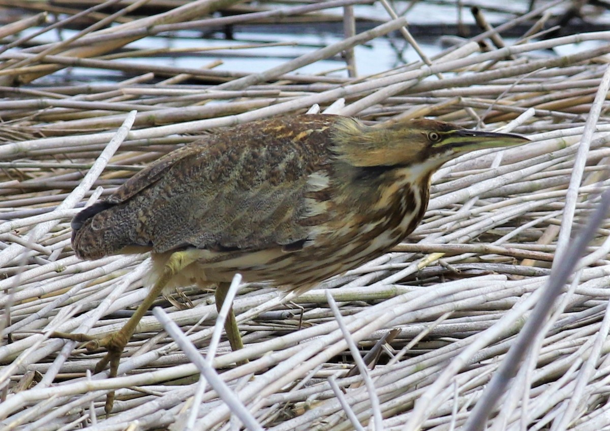 American Bittern - Mike Riley