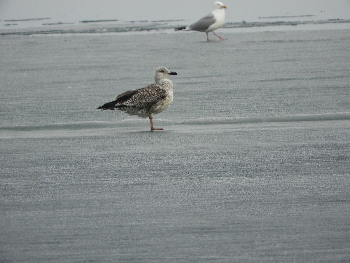 Great Black-backed Gull - ML321359291