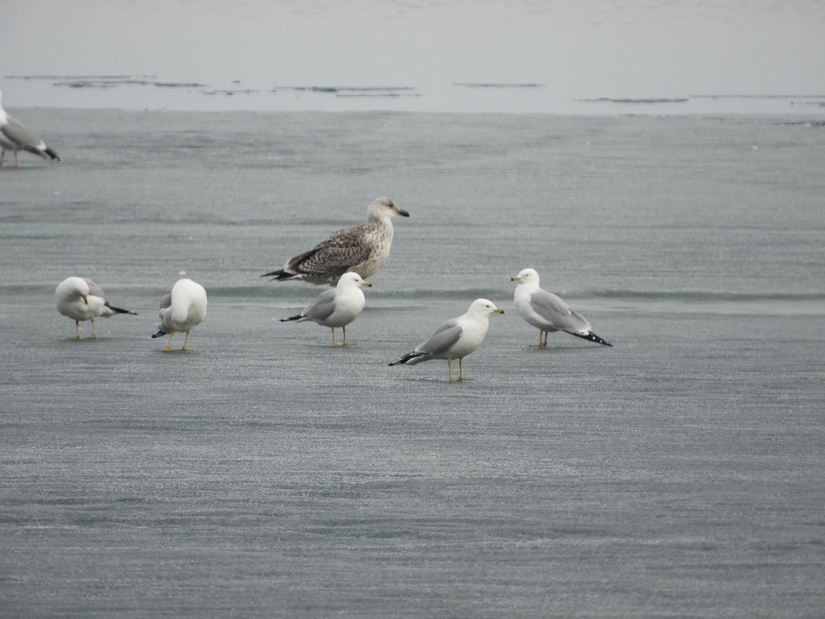 Great Black-backed Gull - ML321359331