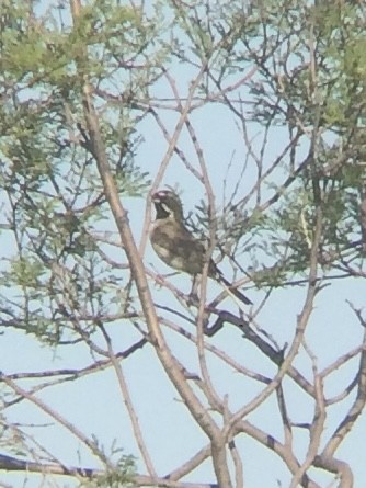 Black-throated Sparrow - ML321359711