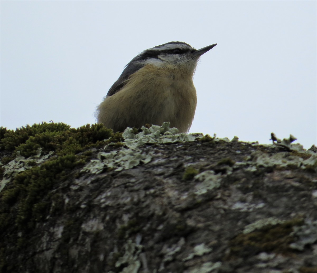 Red-breasted Nuthatch - ML321360371