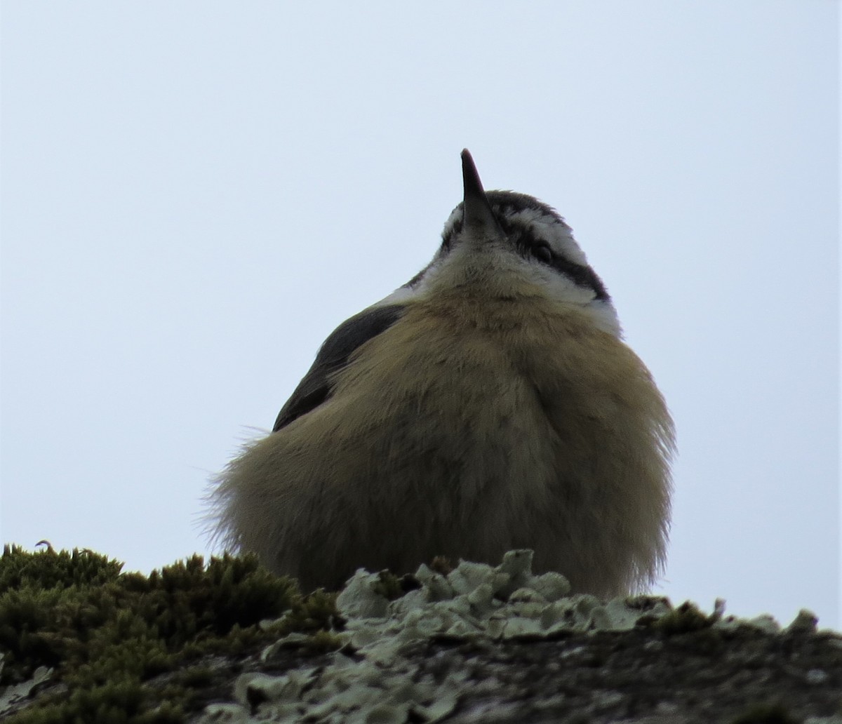 Red-breasted Nuthatch - ML321360661