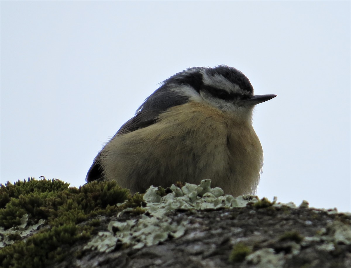 Red-breasted Nuthatch - ML321360741