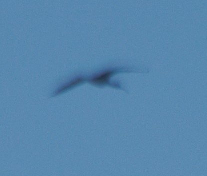 ibis hnědý - ML32136091