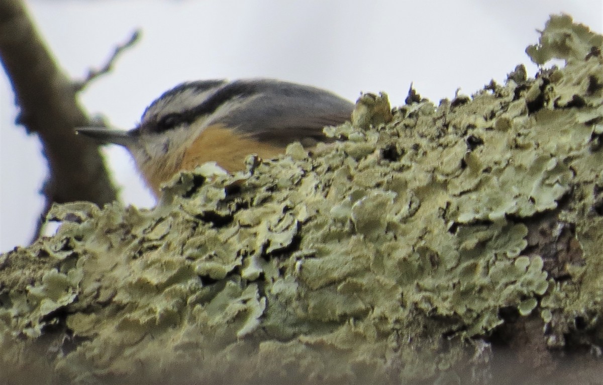 Red-breasted Nuthatch - ML321360931