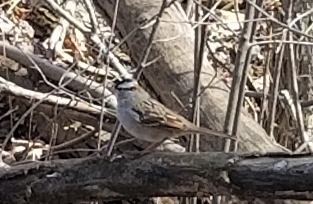White-crowned Sparrow - ML321363391