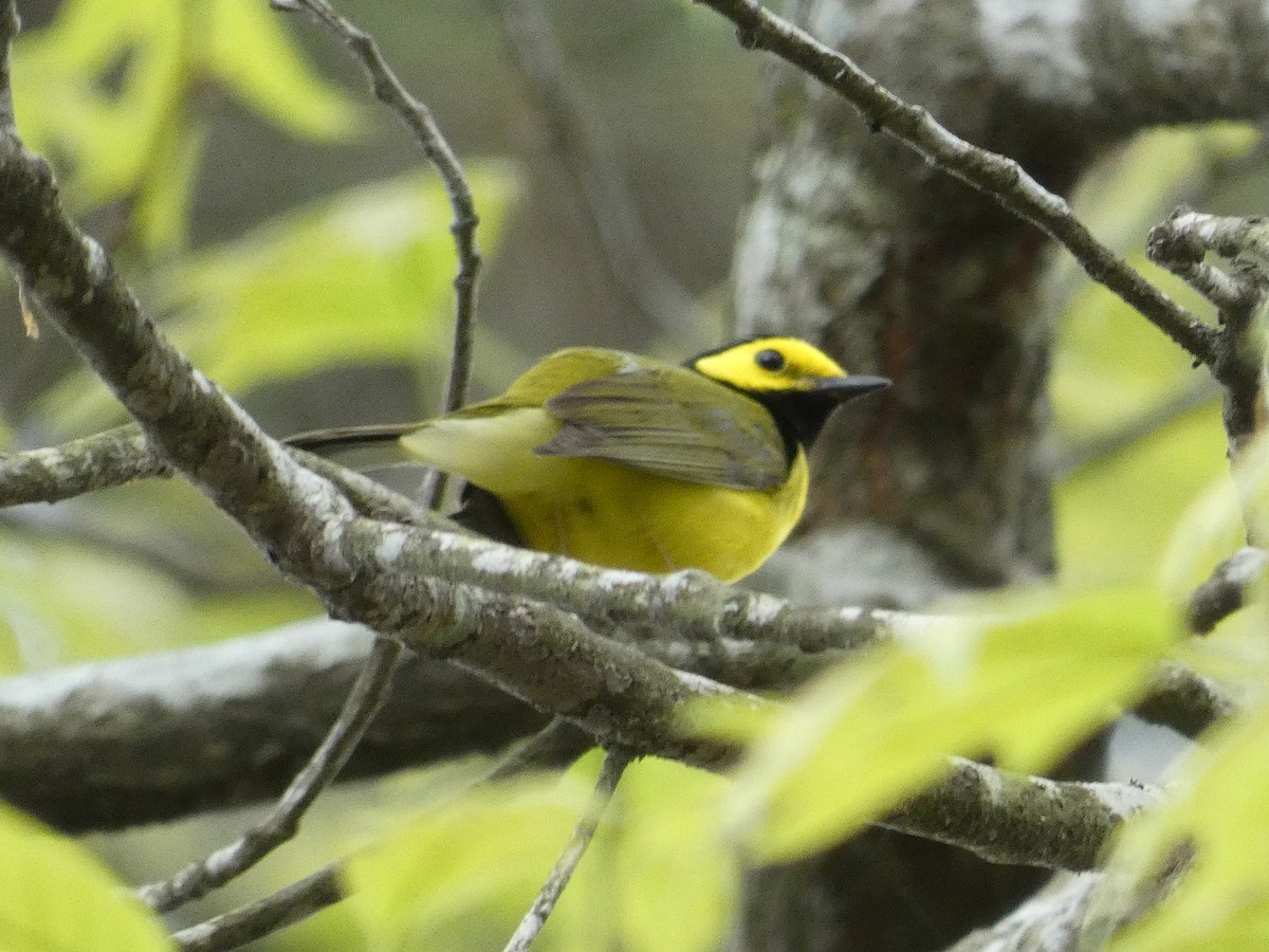 Hooded Warbler - Joanne "JoJo" Bradbury