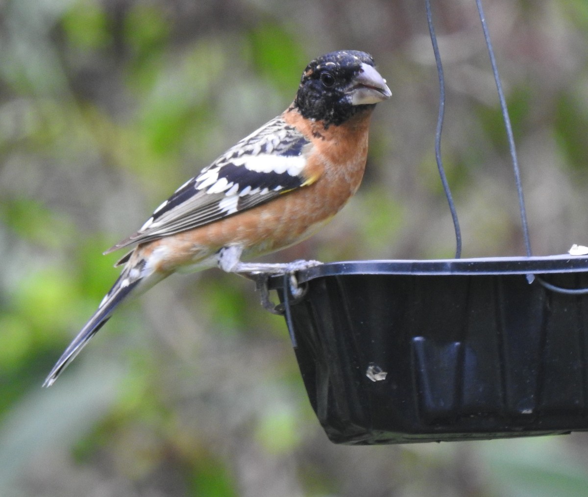 Black-headed Grosbeak - ML321364011