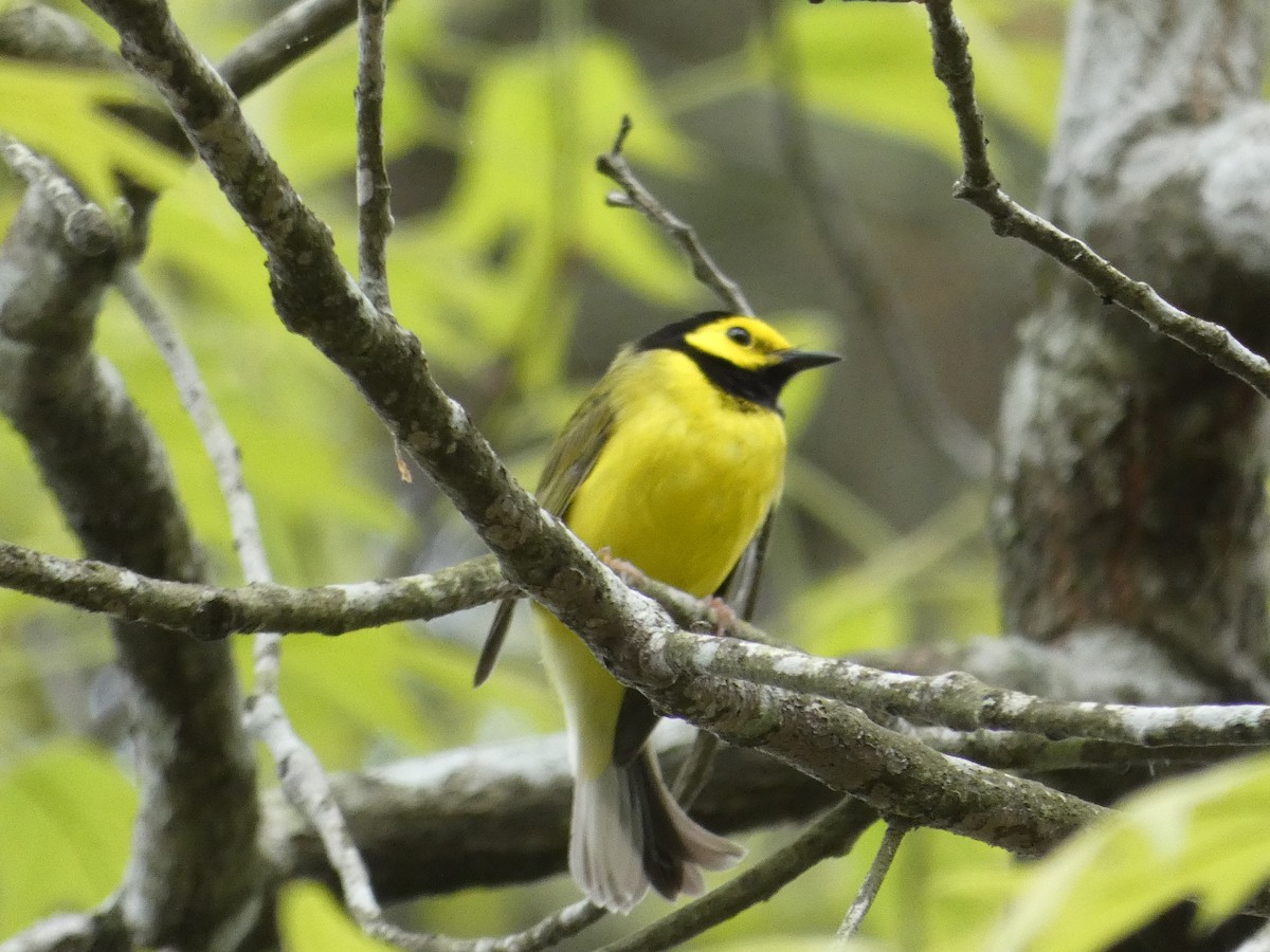 Hooded Warbler - Joanne "JoJo" Bradbury