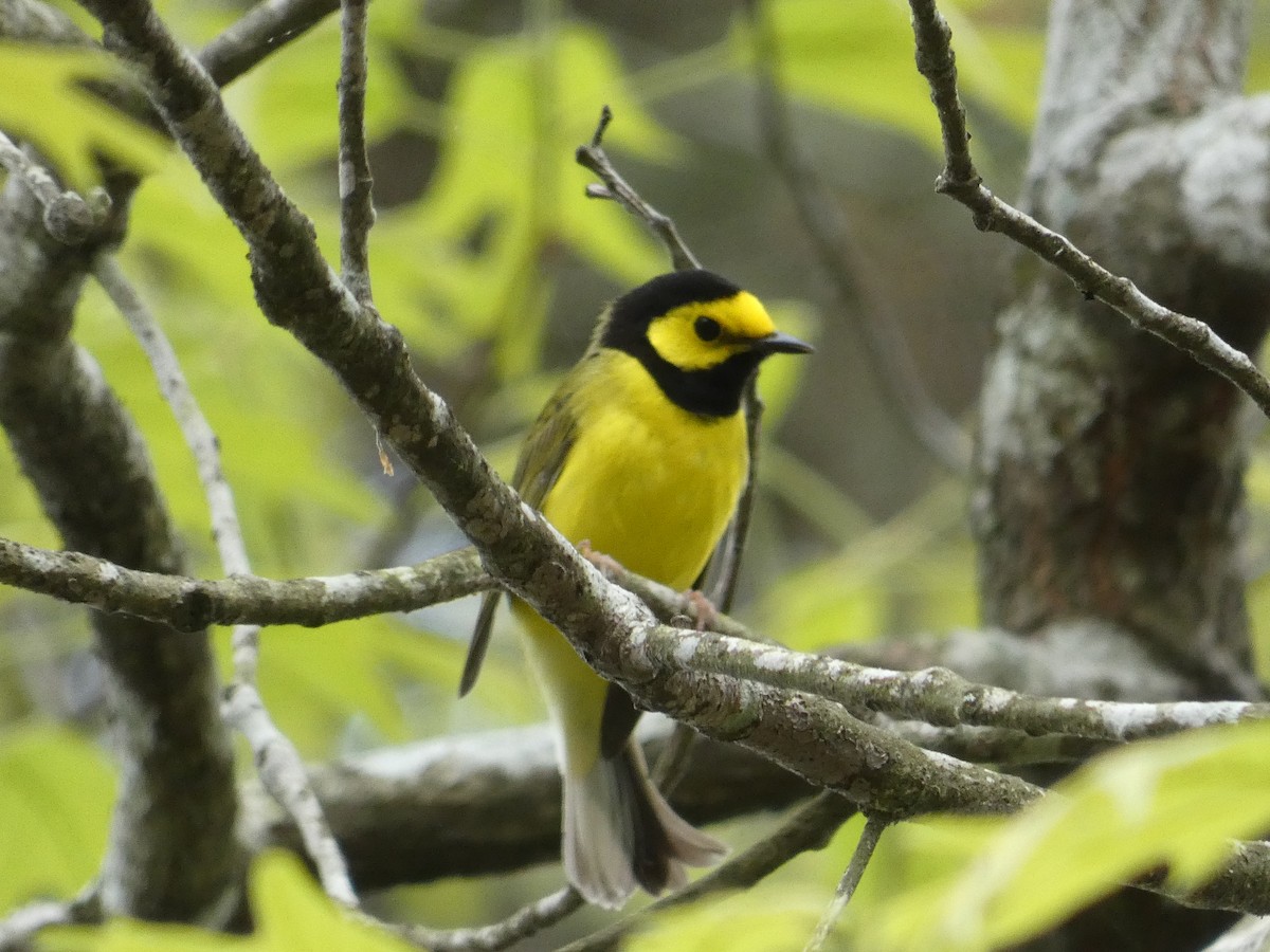 Hooded Warbler - Joanne "JoJo" Bradbury