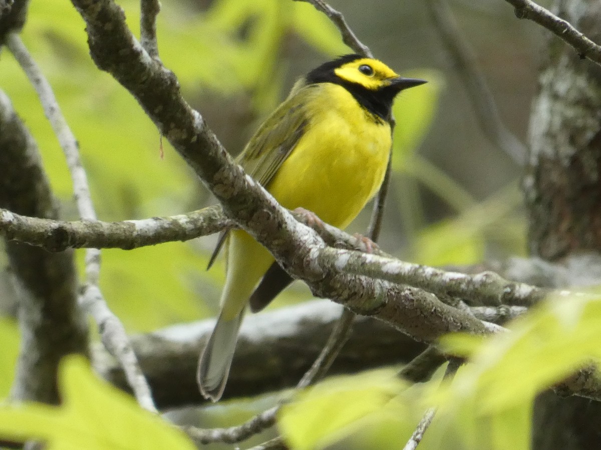 Hooded Warbler - ML321364321