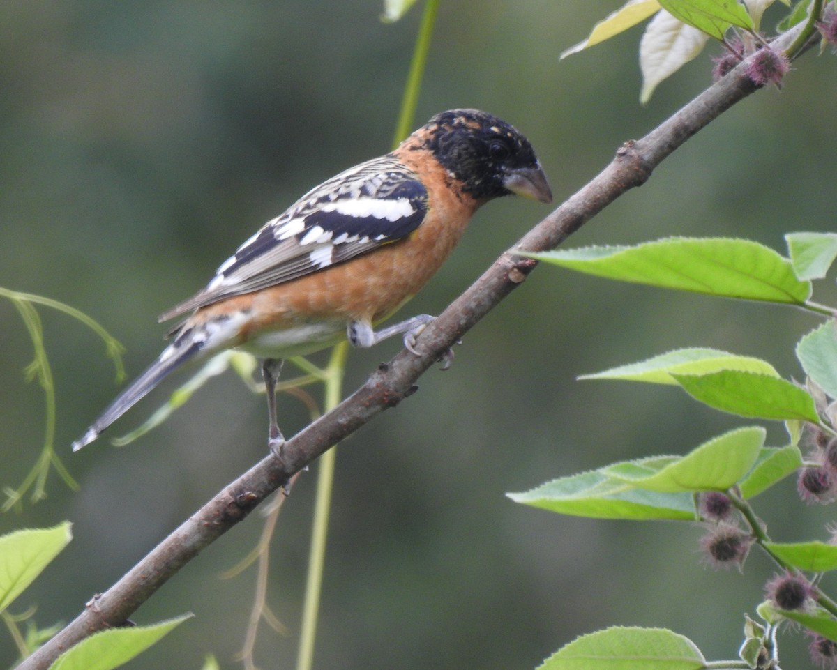 Black-headed Grosbeak - Daniel Lane