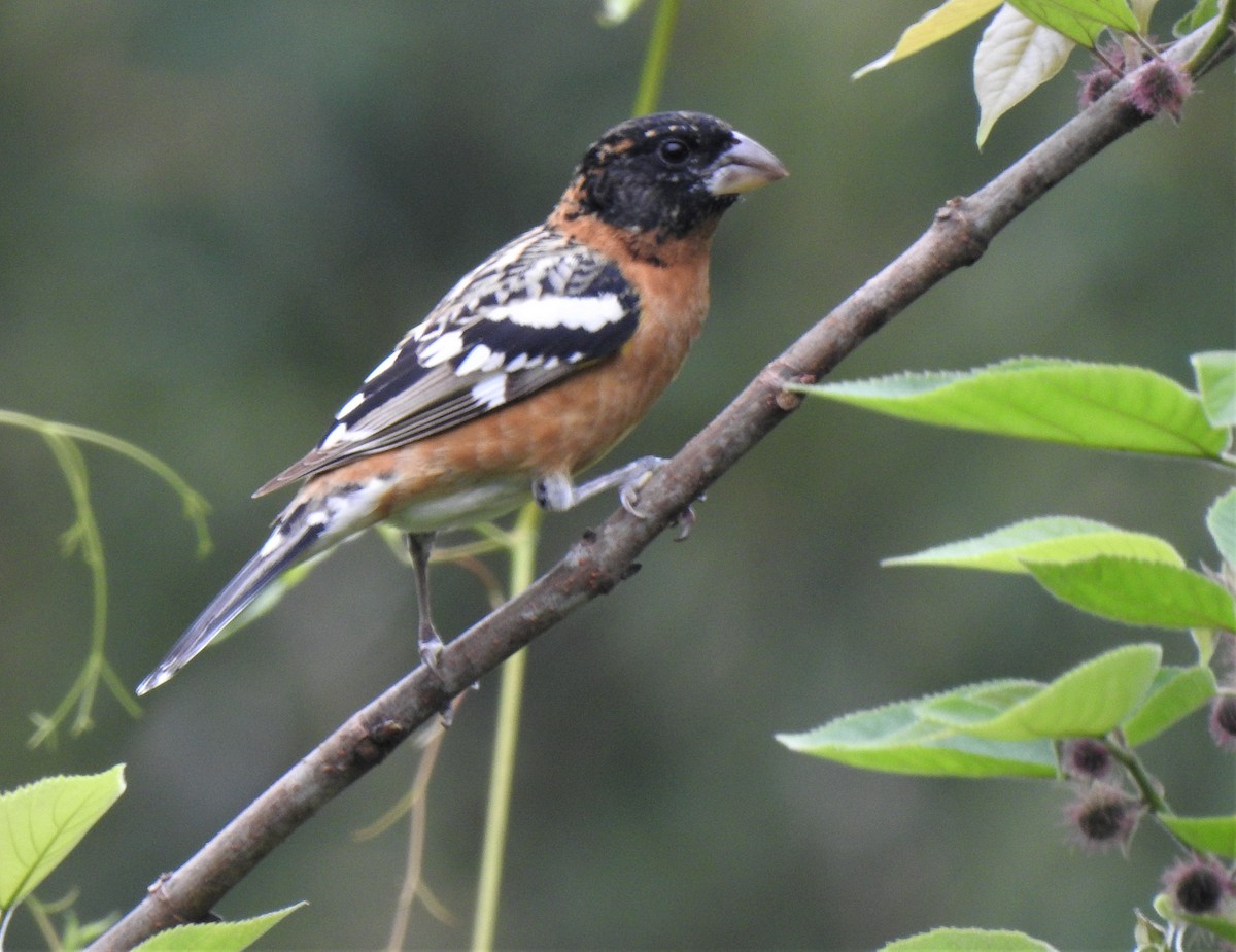 Black-headed Grosbeak - ML321365031