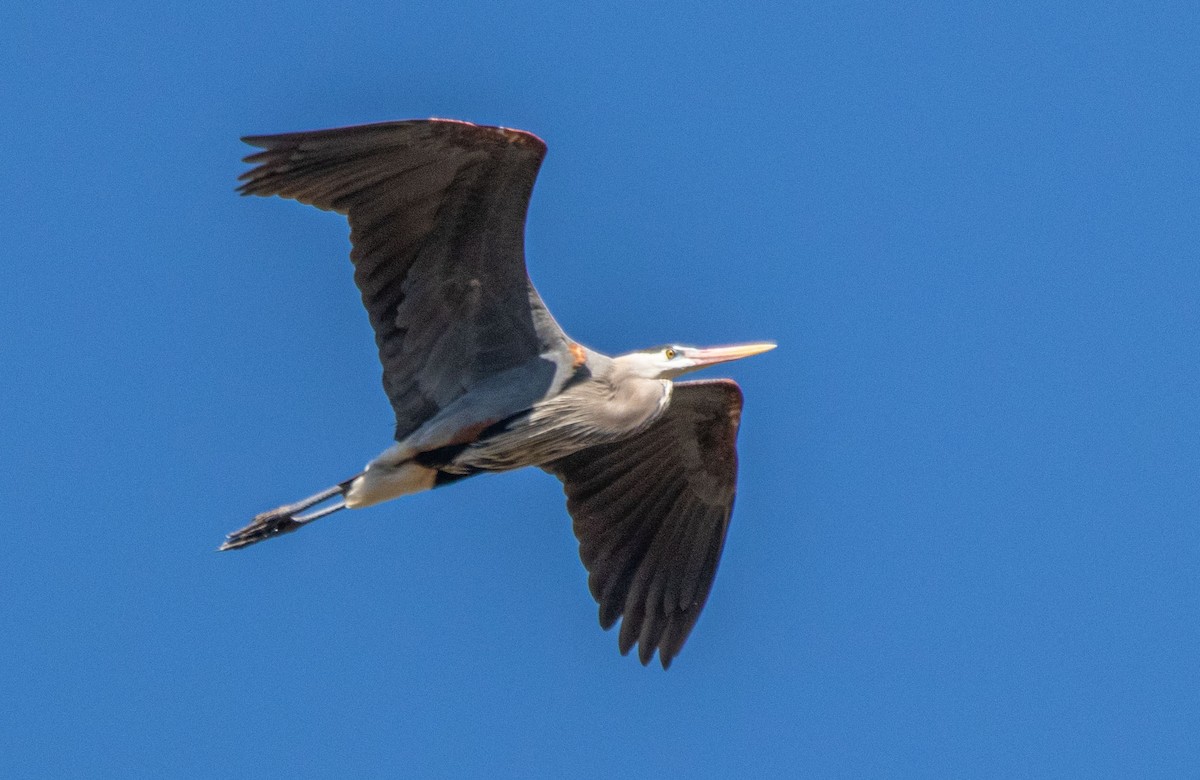 Great Blue Heron - ML321365091