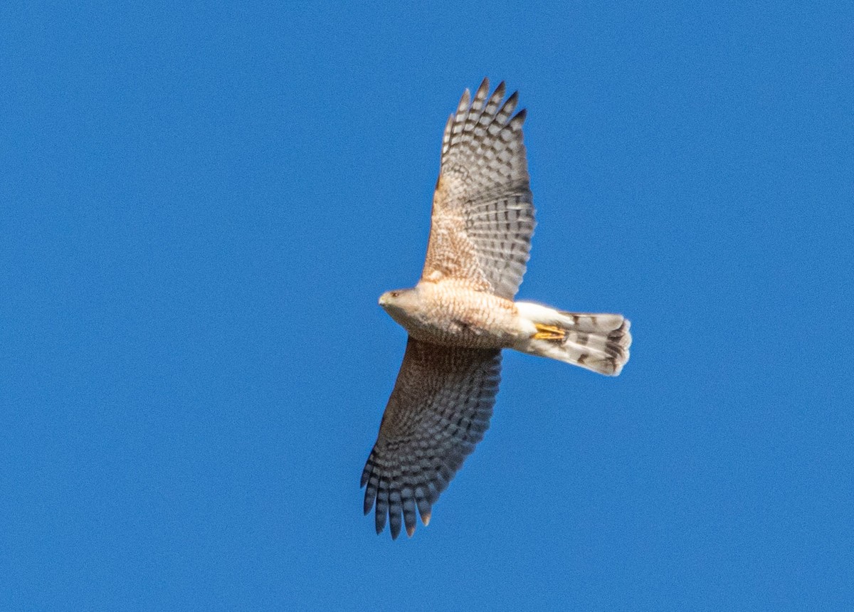 Cooper's Hawk - ML321365101