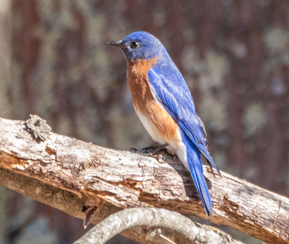 Eastern Bluebird - ML321365191