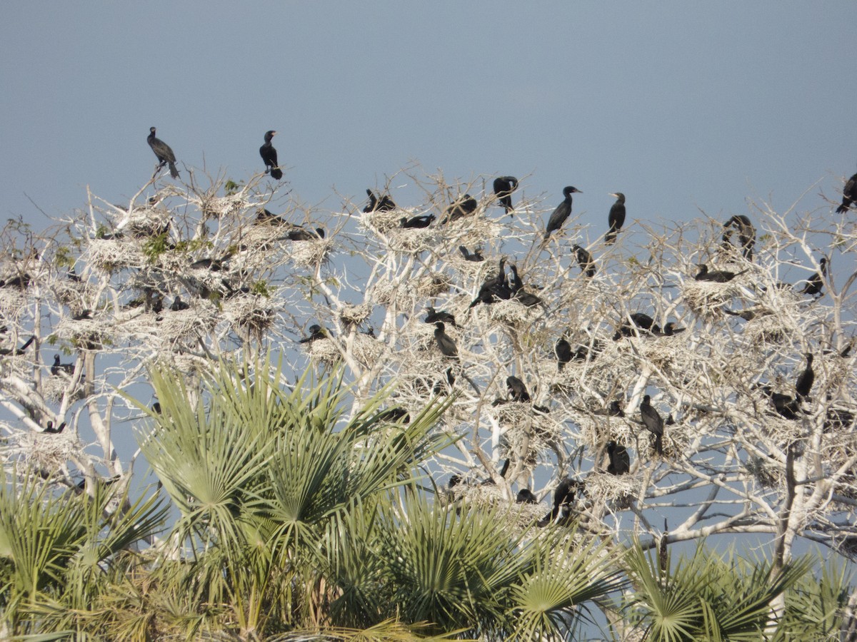 Neotropic Cormorant - Leandro Bareiro Guiñazú