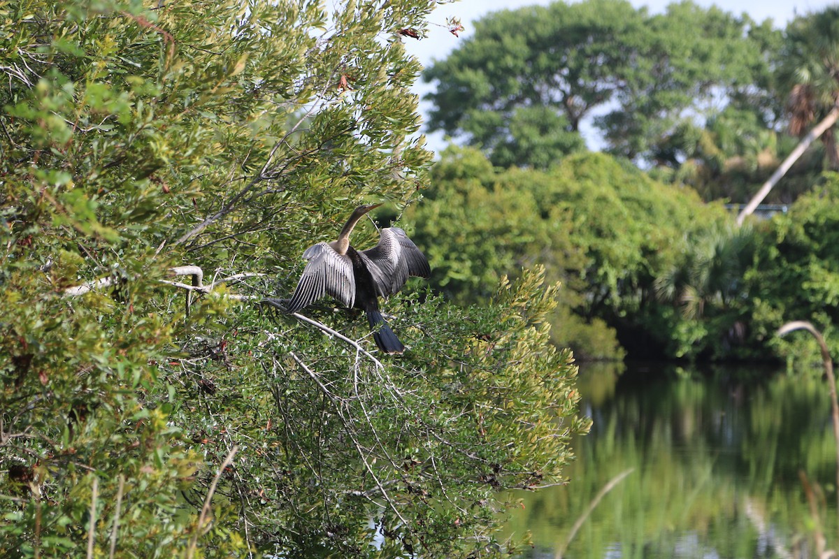 Anhinga - Judy Fairchild