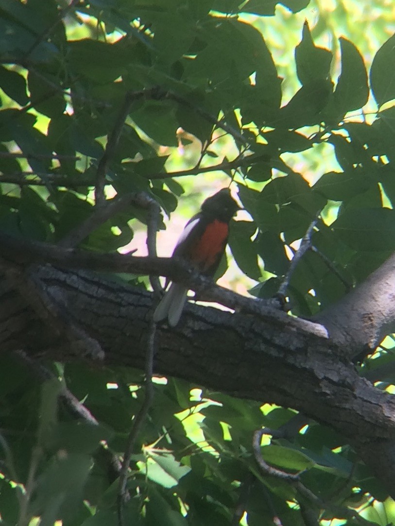 Painted Redstart - ML321366961