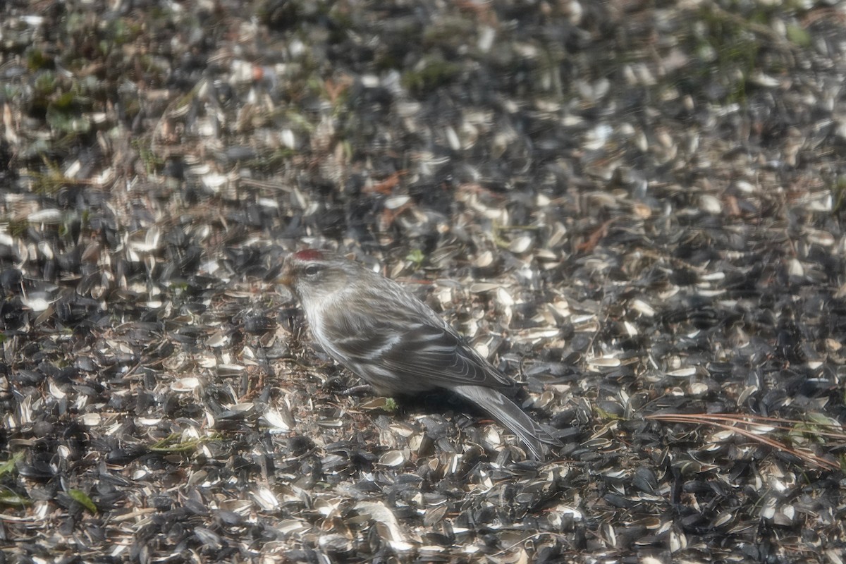 Common Redpoll - ML321368601