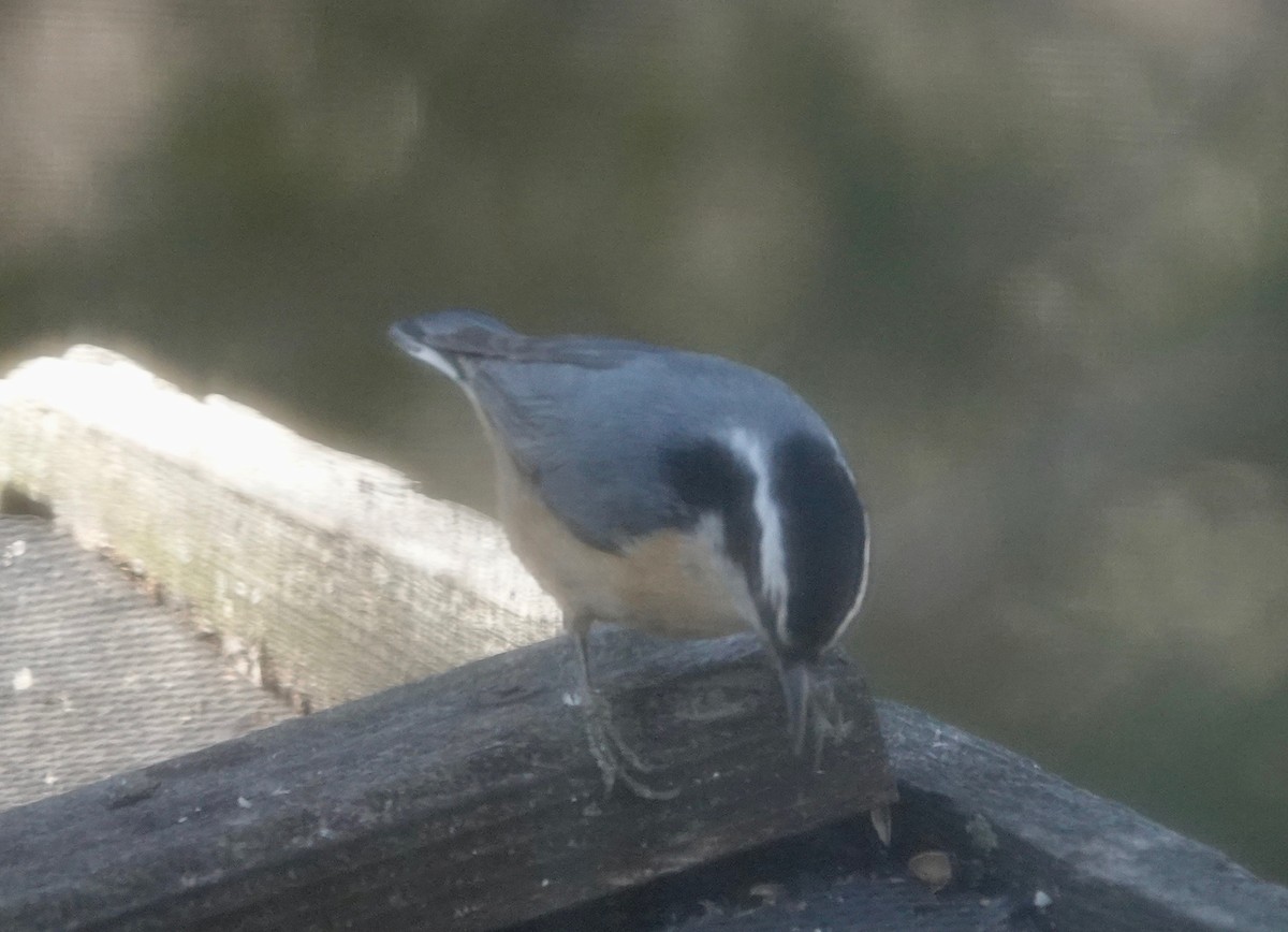 Red-breasted Nuthatch - ML321368841