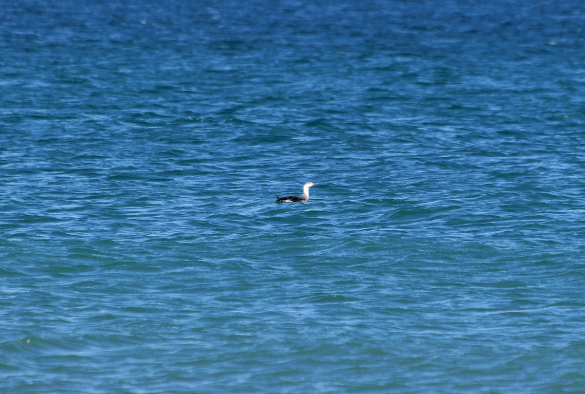 Red-throated Loon - George Lynch