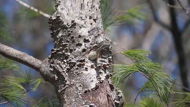 アメリカコガラ - ML321369781