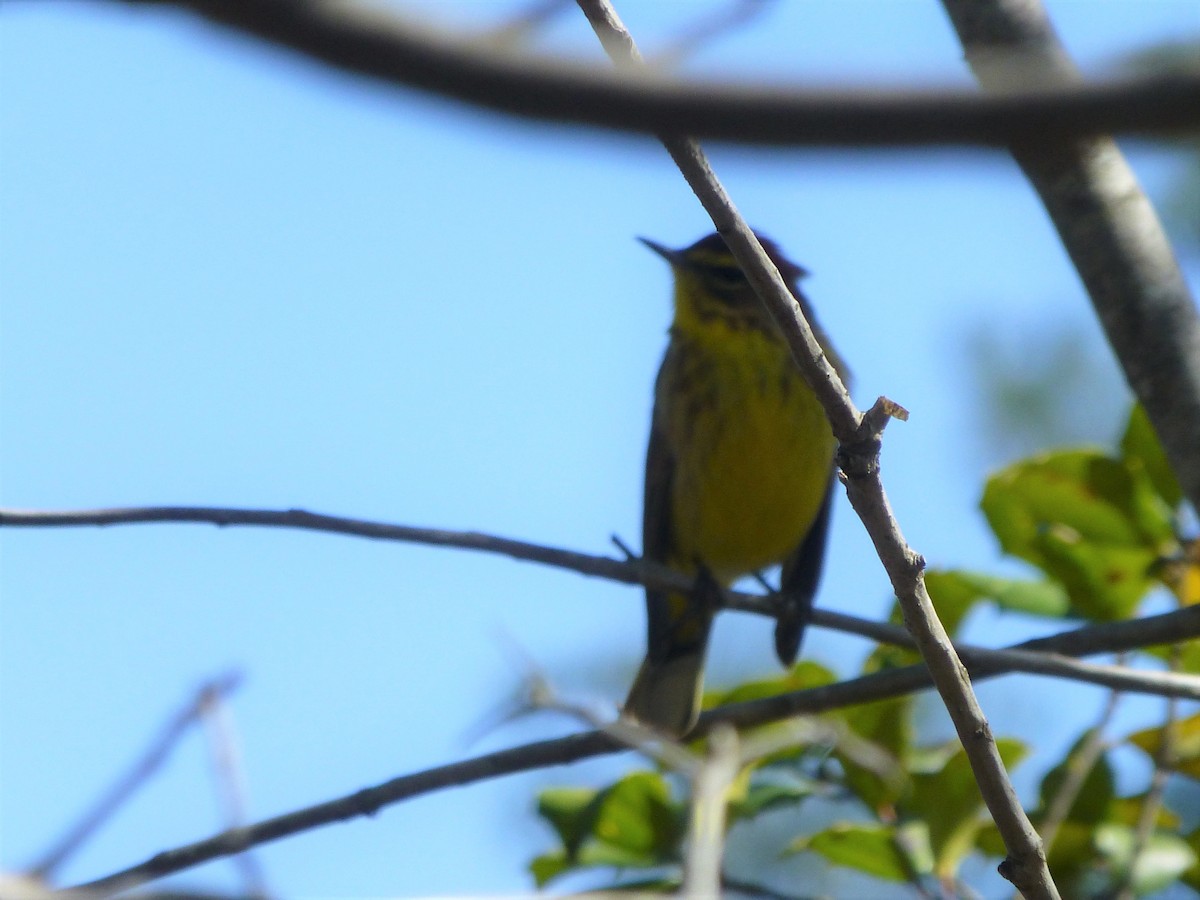 Palm Warbler - ML321371681