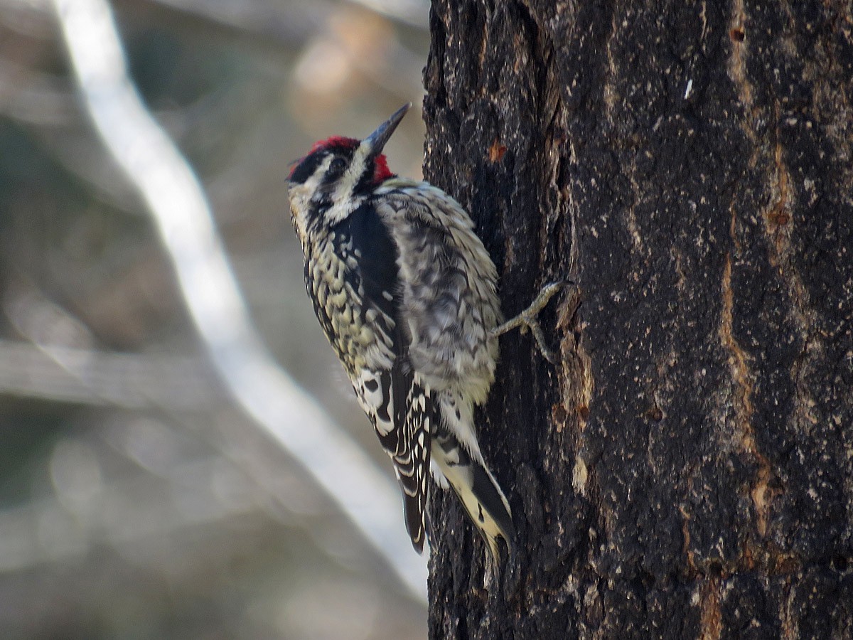 Yellow-bellied Sapsucker - ML321373691