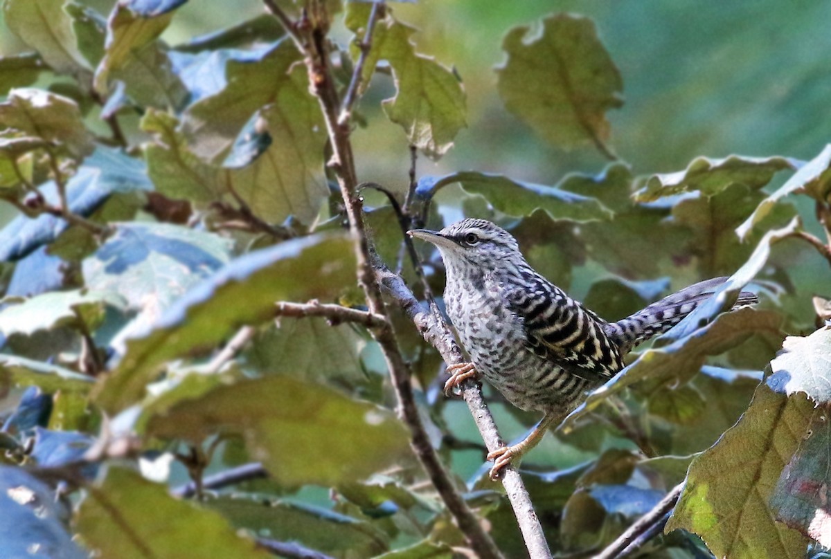 Gray-barred Wren - ML32137421