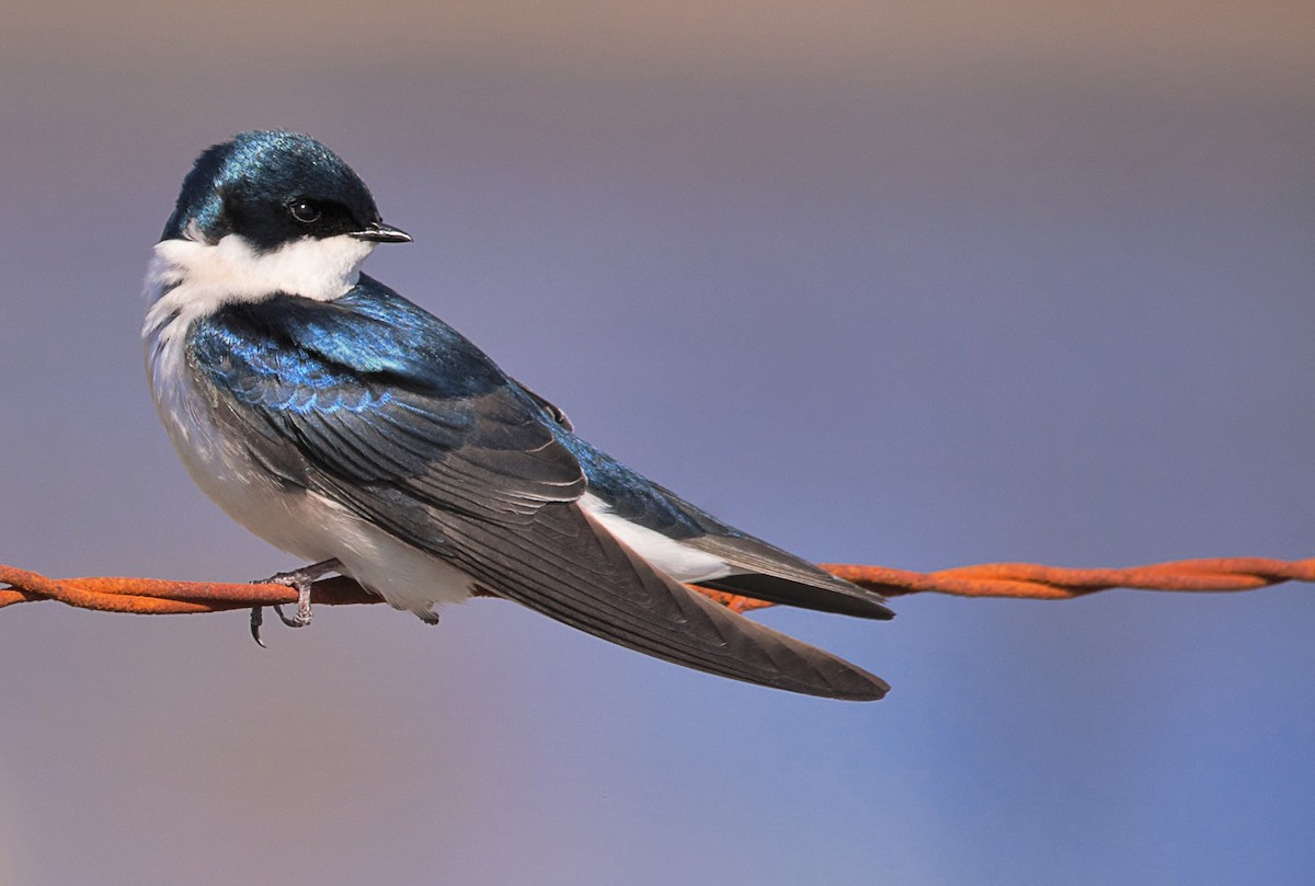 Golondrina Bicolor - ML321374301