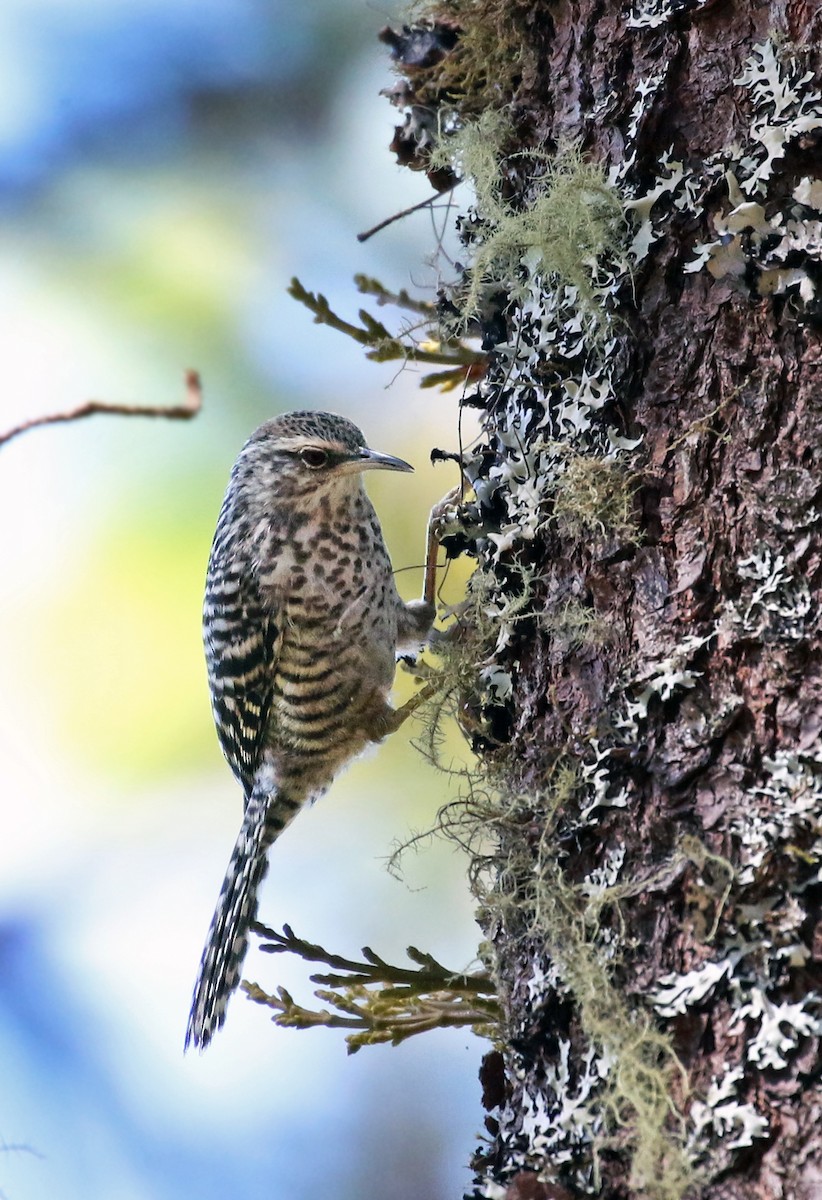 Gray-barred Wren - ML32137461