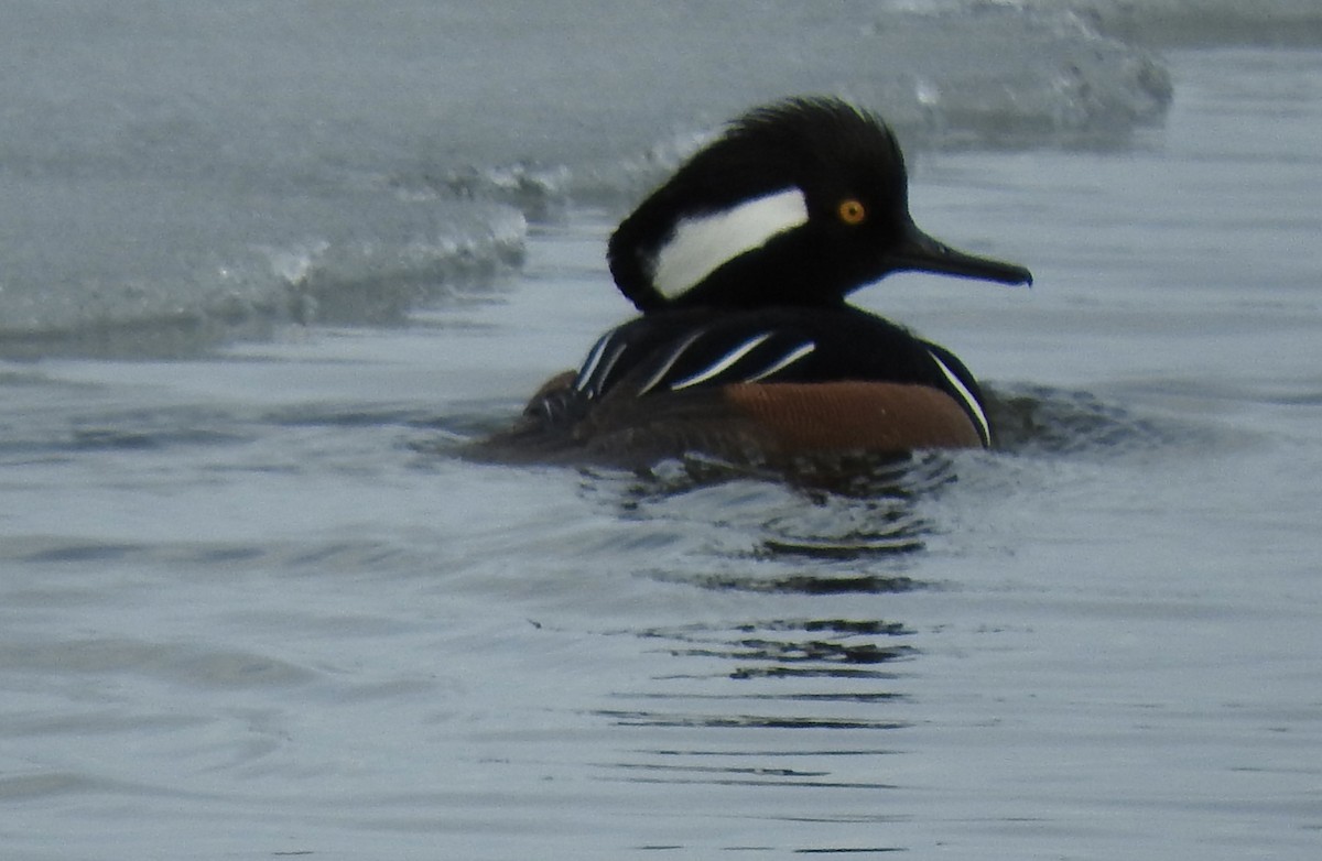 Hooded Merganser - ML321374981