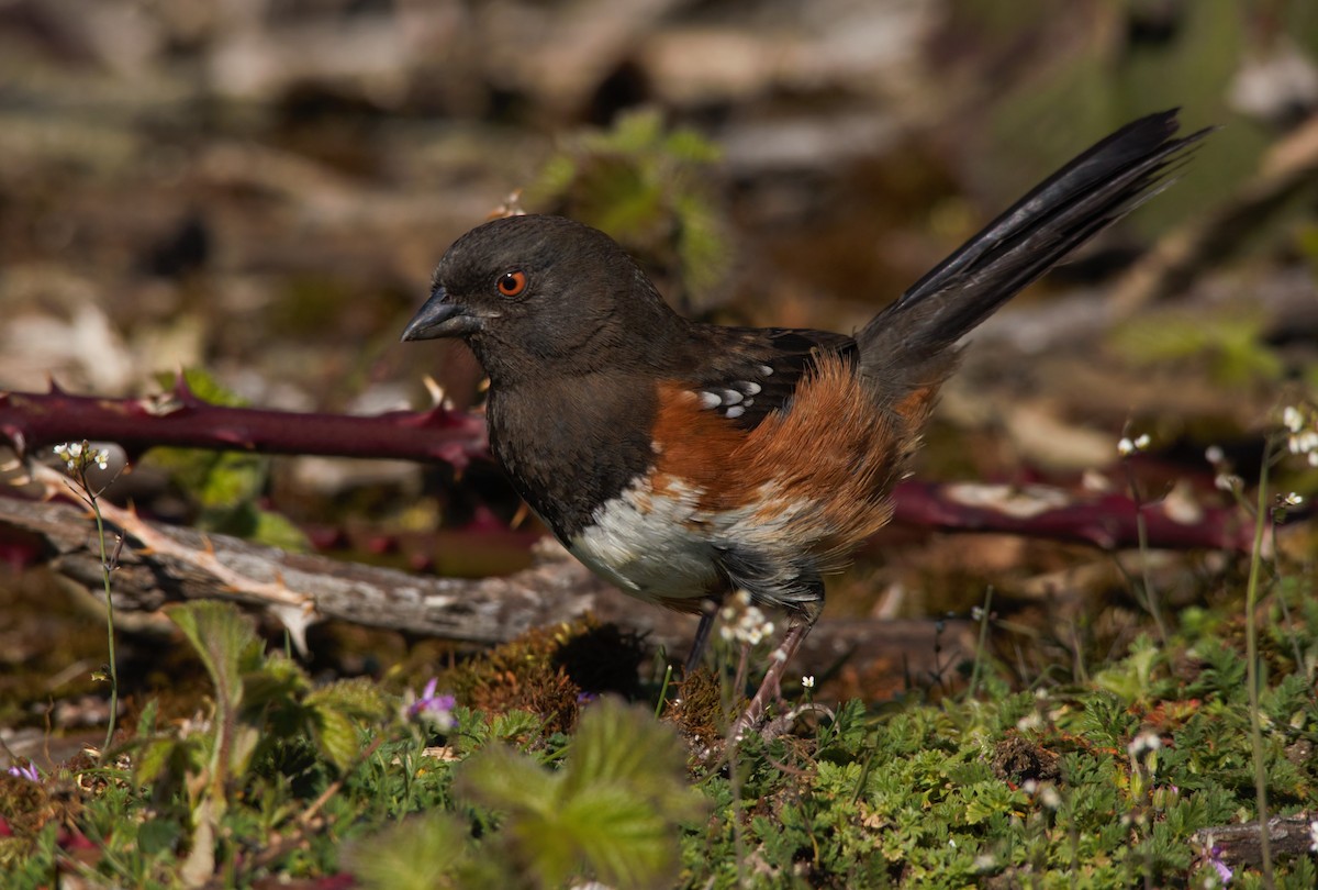 Spotted Towhee - Hui Sim