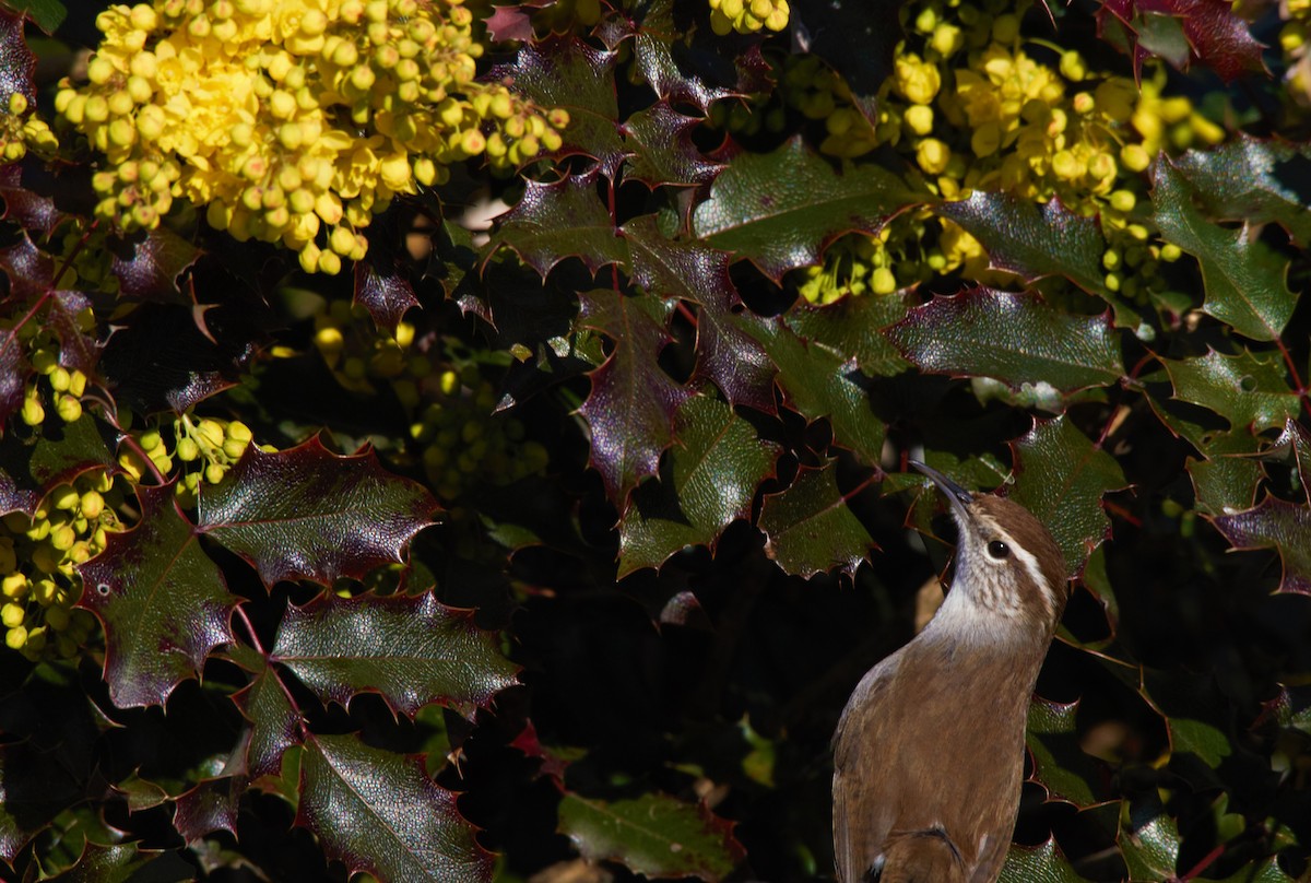 Bewick's Wren - Hui Sim