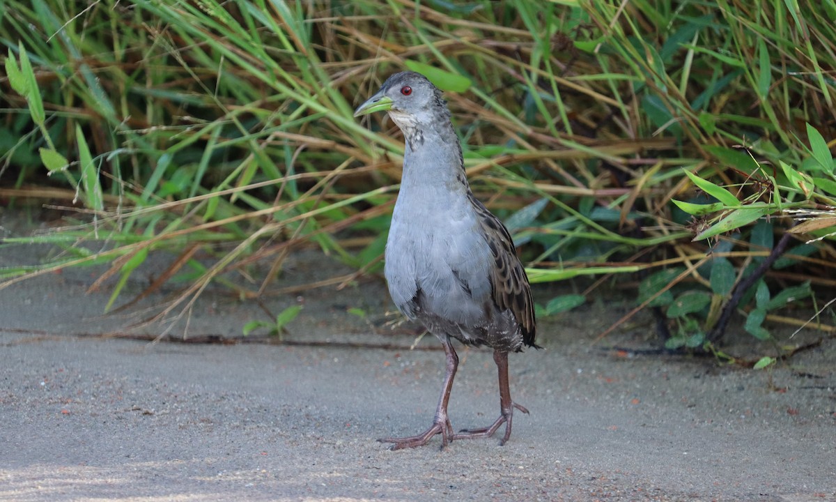 Ash-throated Crake - Franciane Pereira